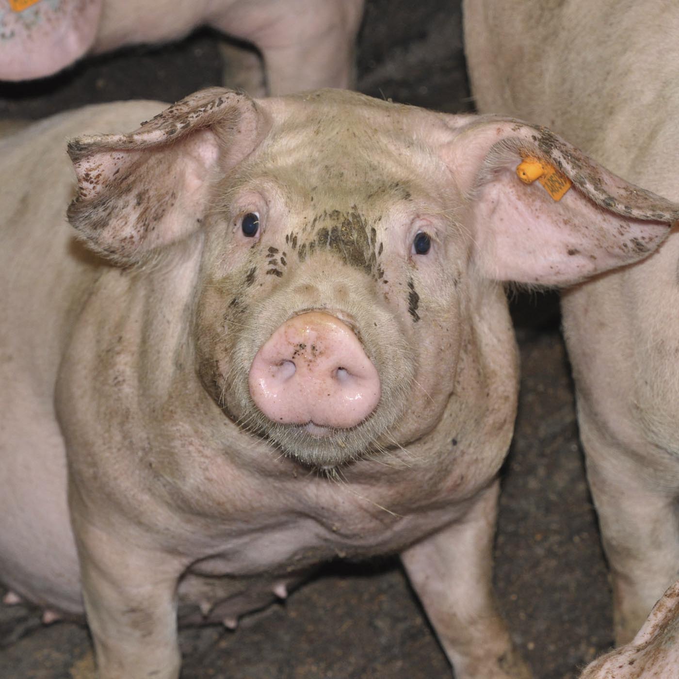 Domestic pig,Snout,farmed animal,Dish