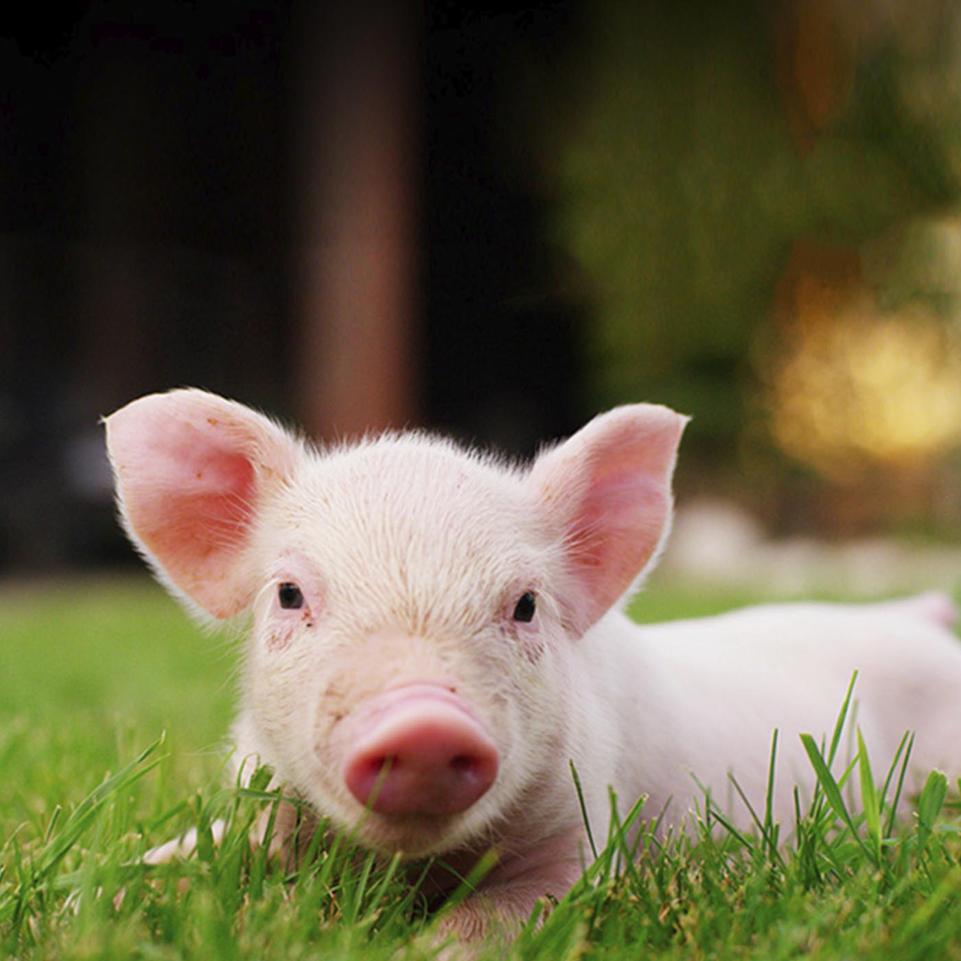 Head,Plant,Human body,Grass,Snout,Domestic pig