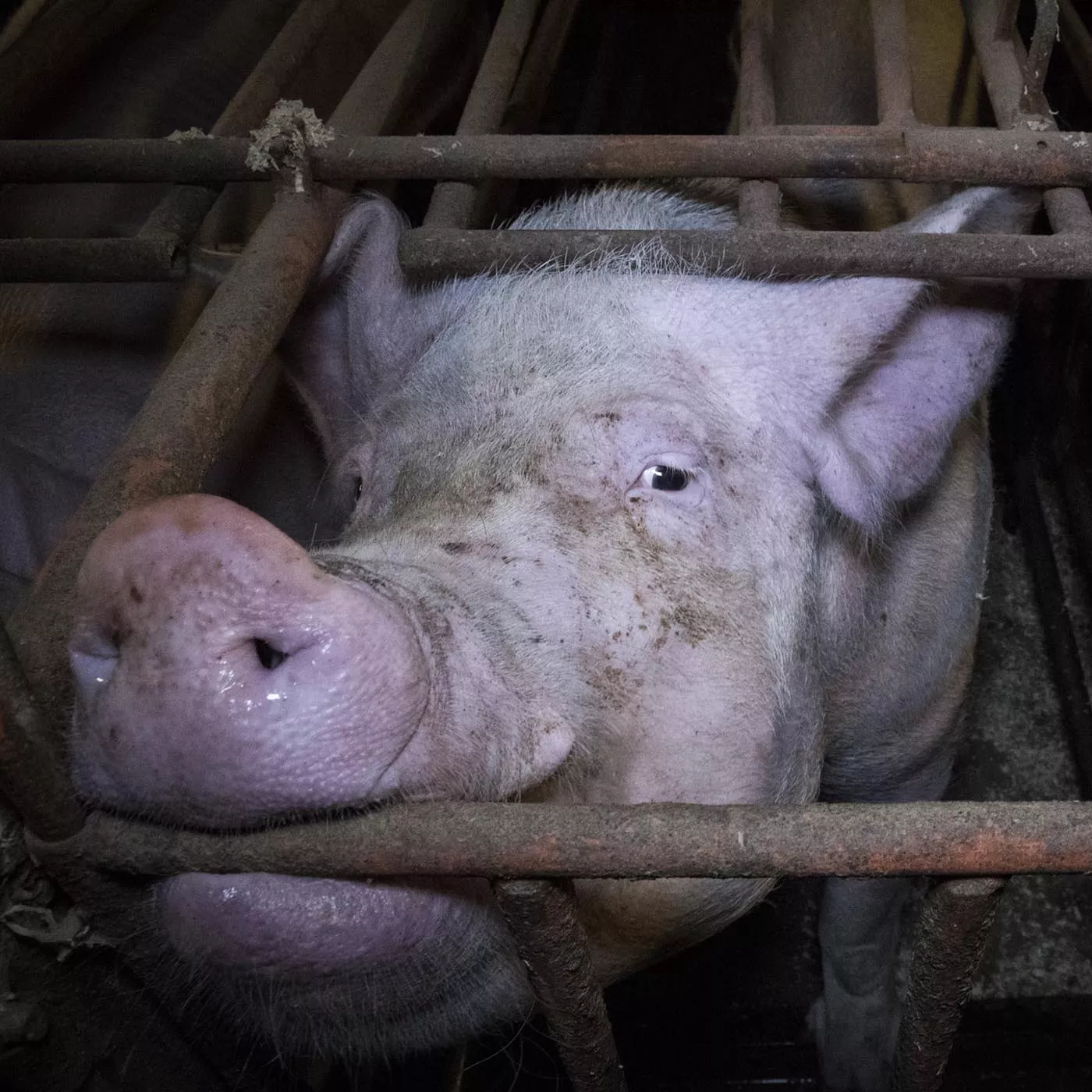 Mammal,Snout,Domestic pig,farmed animal,Fence,Wire fencing