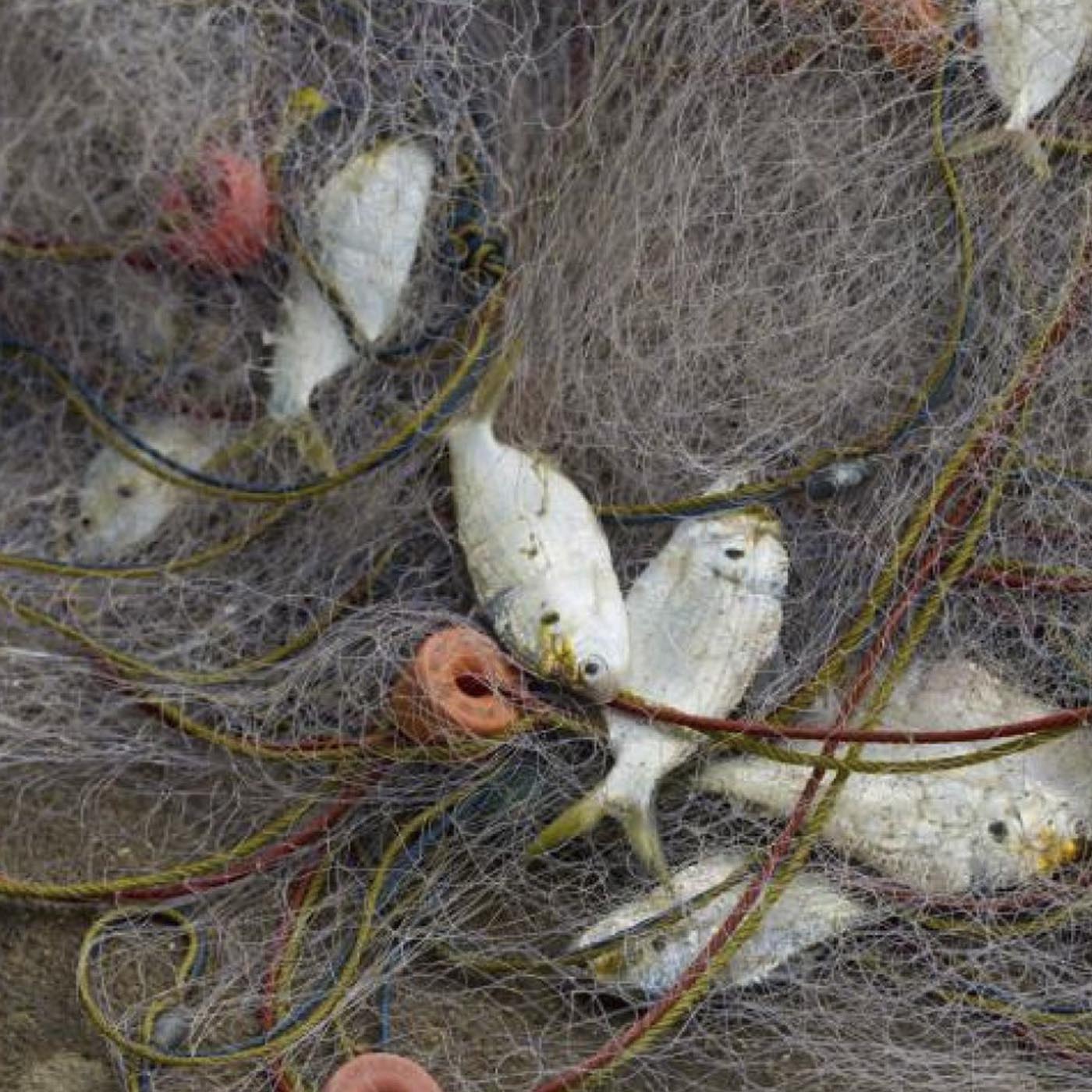 An abandoned fishing net that killed a large number of animals in