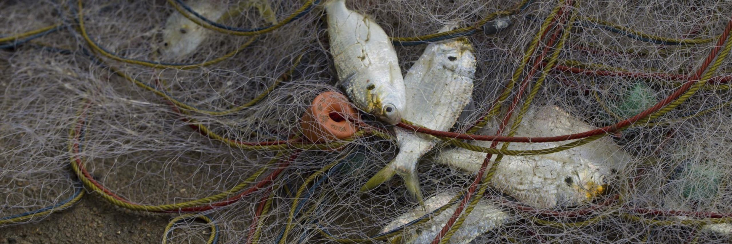 Branch,Barn owl,Twig,Beak,Terrestrial plant,Spider,Wire fencing