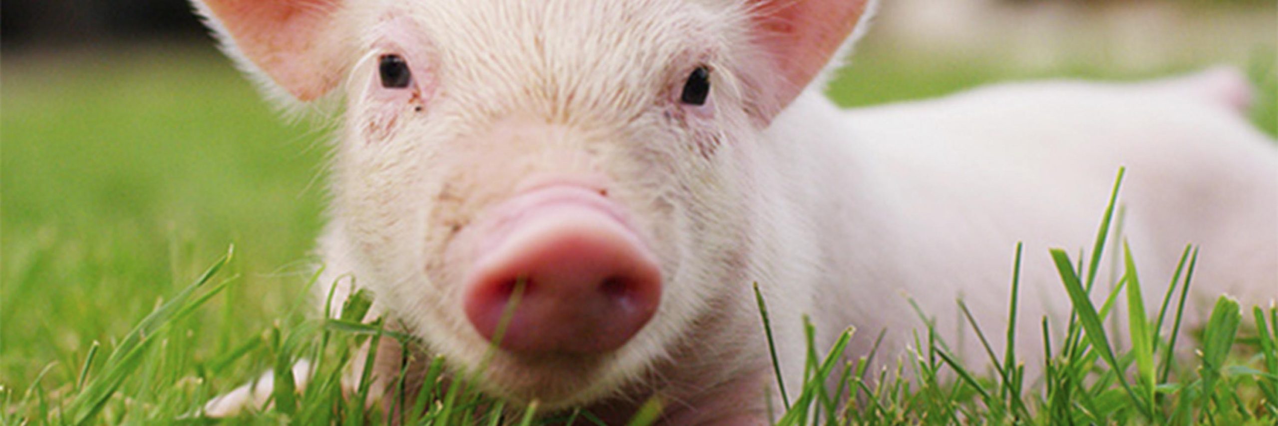 Pink,Grass,Snout,Domestic pig,farmed animal,Dish,Landscape