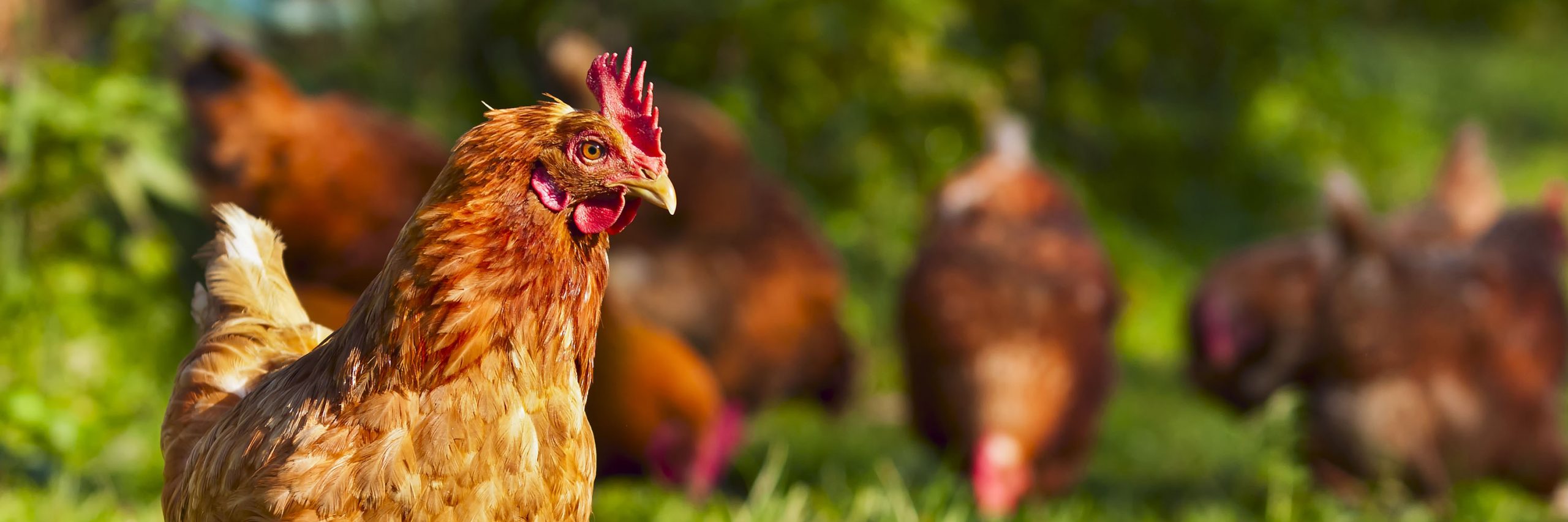 Animal Equality's Work In Spain Leads to Reduction of Caged Hens