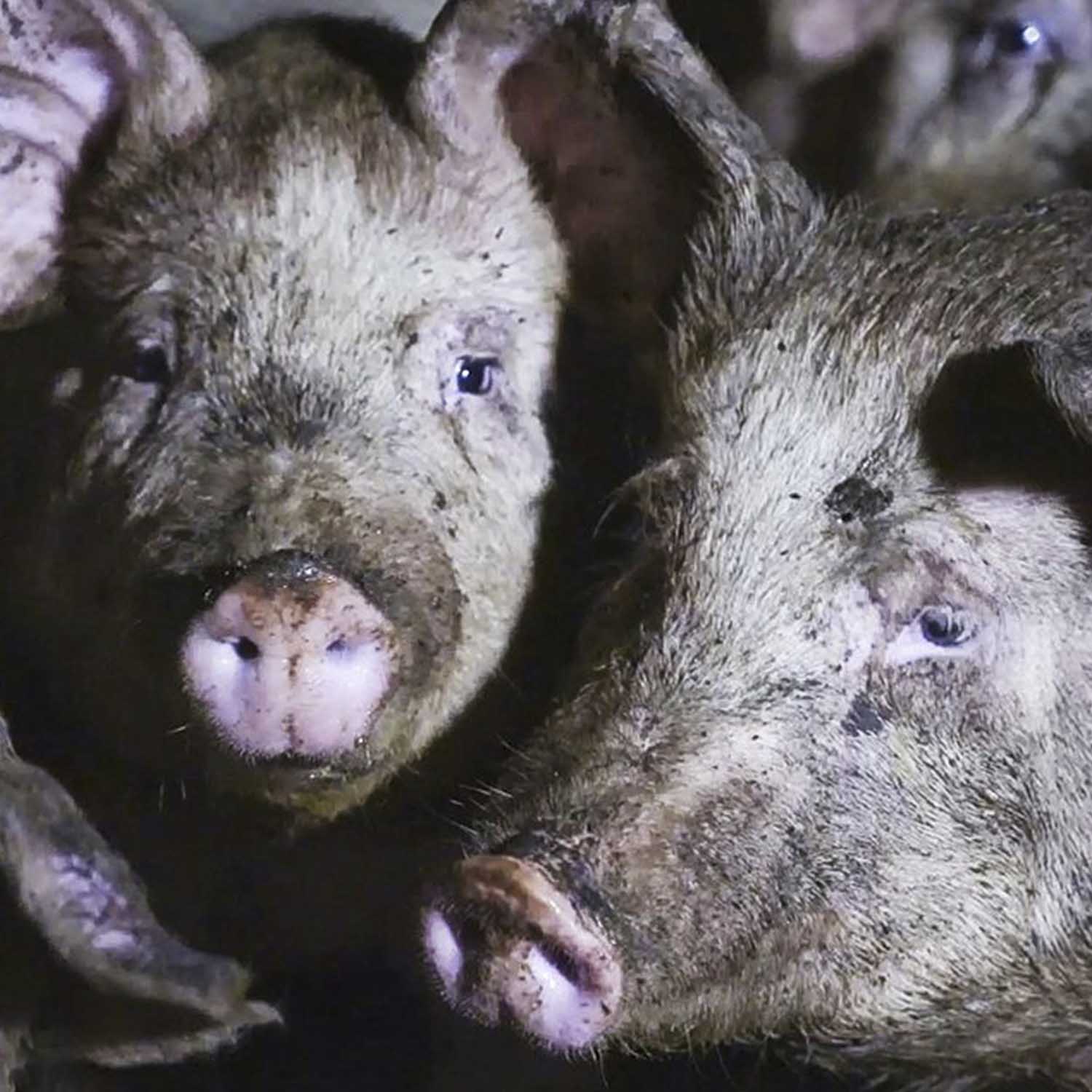 Head,Snout,Domestic pig,Whiskers,Close-up