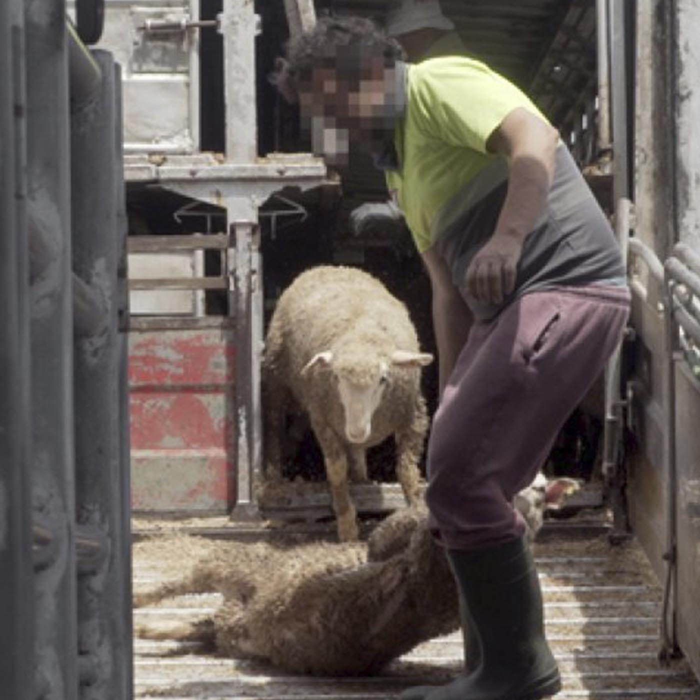 Cruelty of Live-Transport Revealed