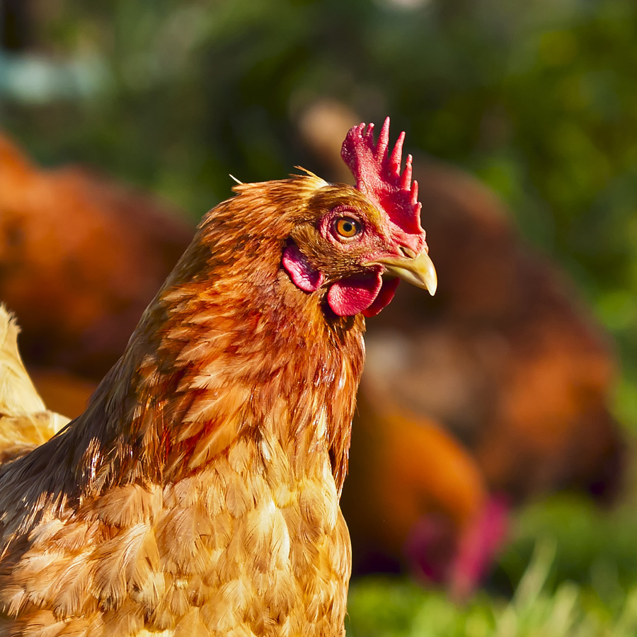 Bird,Plant,Comb,Chicken,Beak,Liver