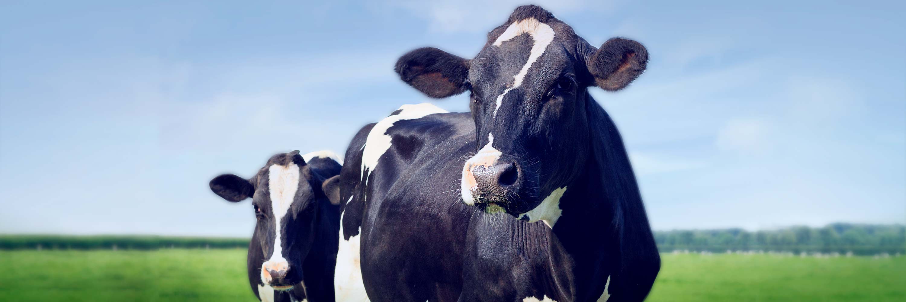 Sky,Natural environment,Natural landscape,Mammal,Dairy cow,Grass,Grassland