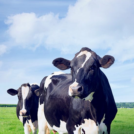 Sky,Head,Plant,Human body,Natural landscape,Dairy cow,Grassland