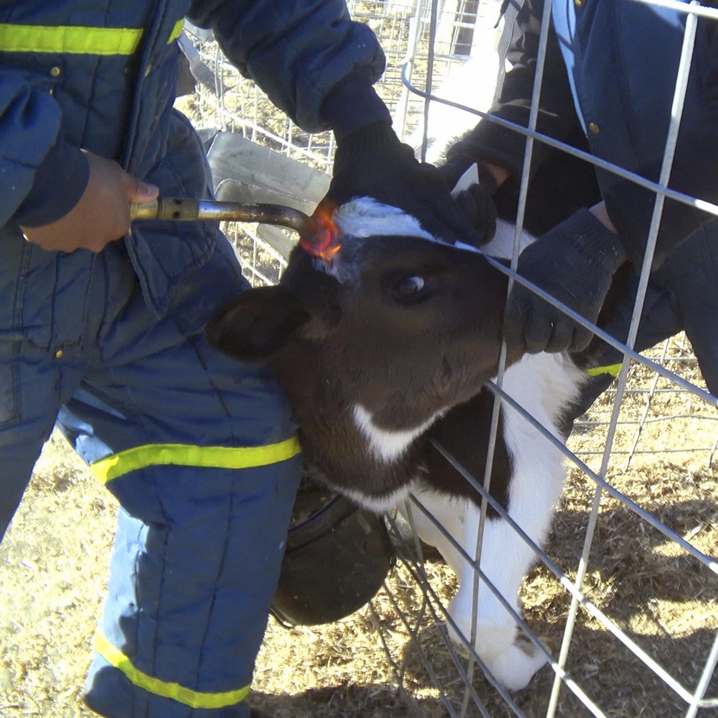 Workwear,Mammal,Helmet,Fence,High-visibility clothing,Snout,Safety glove