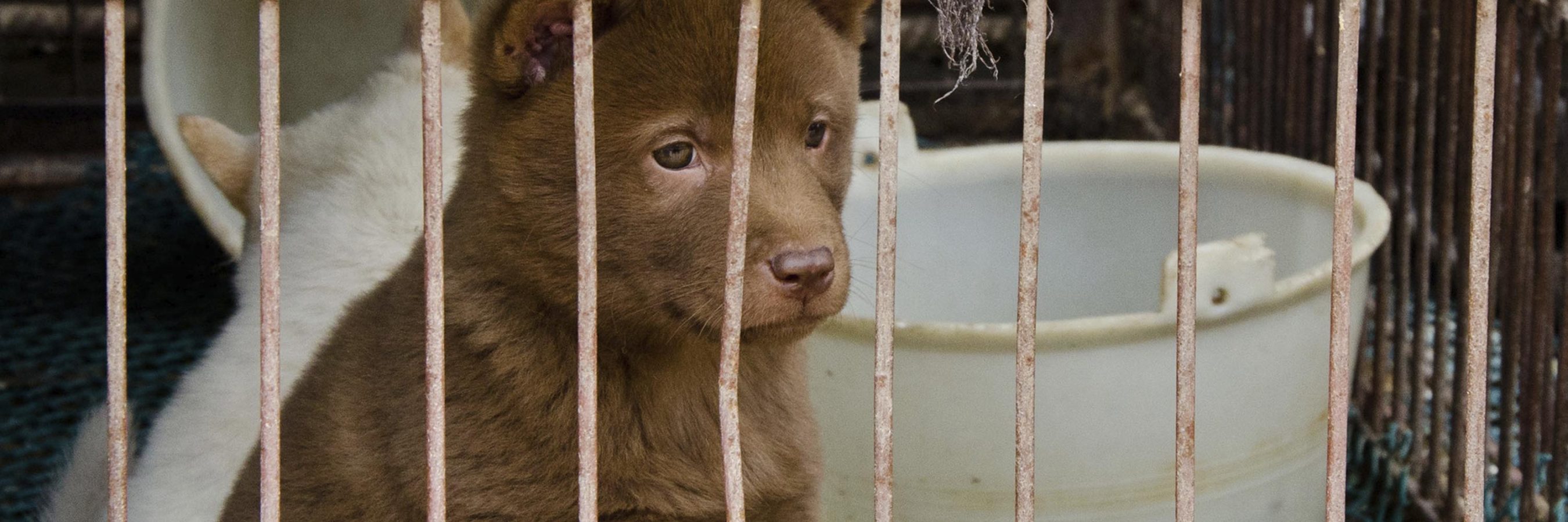 Yulin Dog Meat Festival: A Cultural Tradition Or Ethical Dilemma?