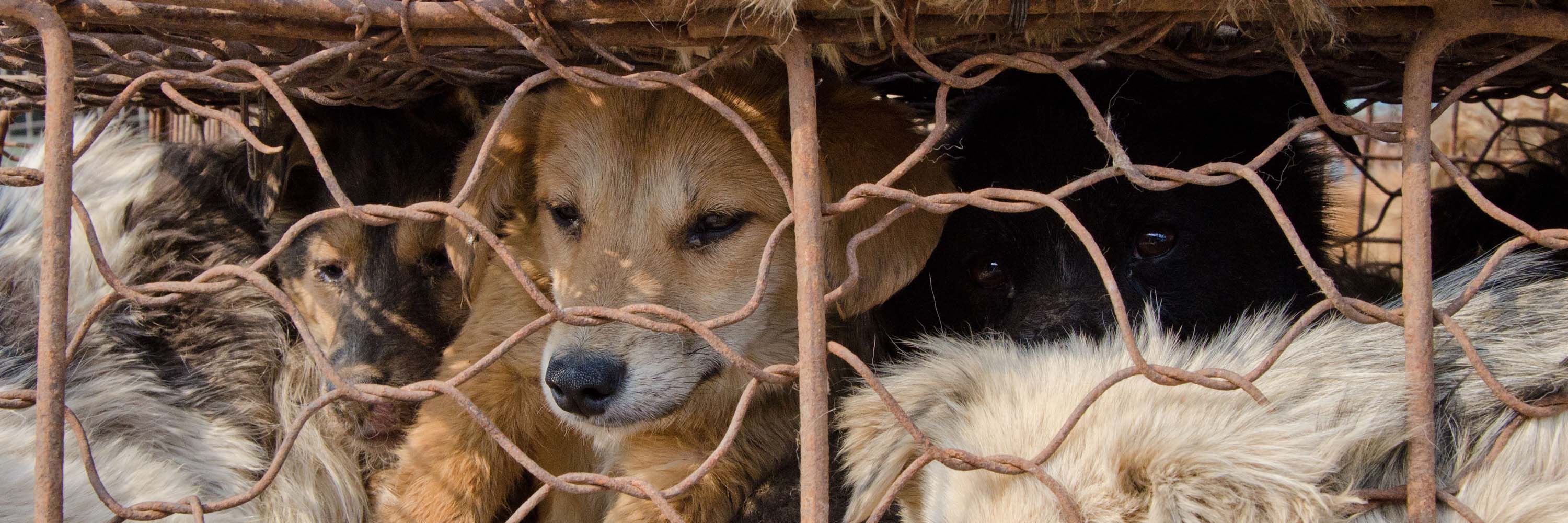 Undercover Investigation: China's Cat and Dog Meat Trade