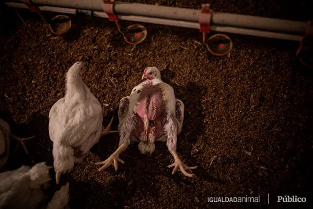 Bird,Comb,Tail,Soil,farmed animal,Flooring,Chicken