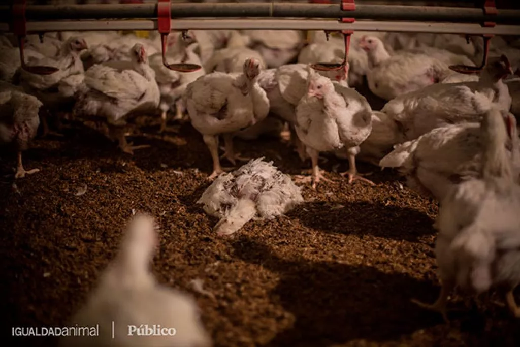 Bird,Chicken,Beak,Feather,farmed animal,Landscape,Comb