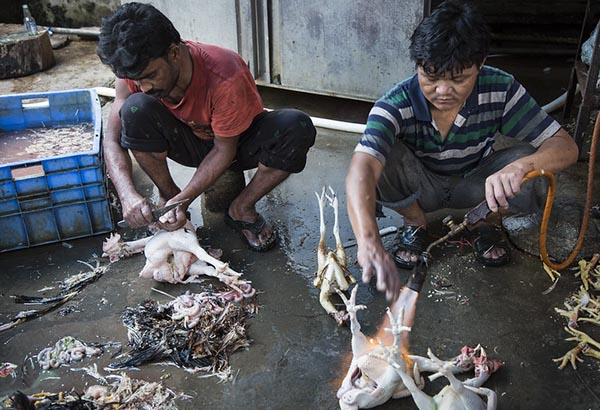 chinese people eating animals