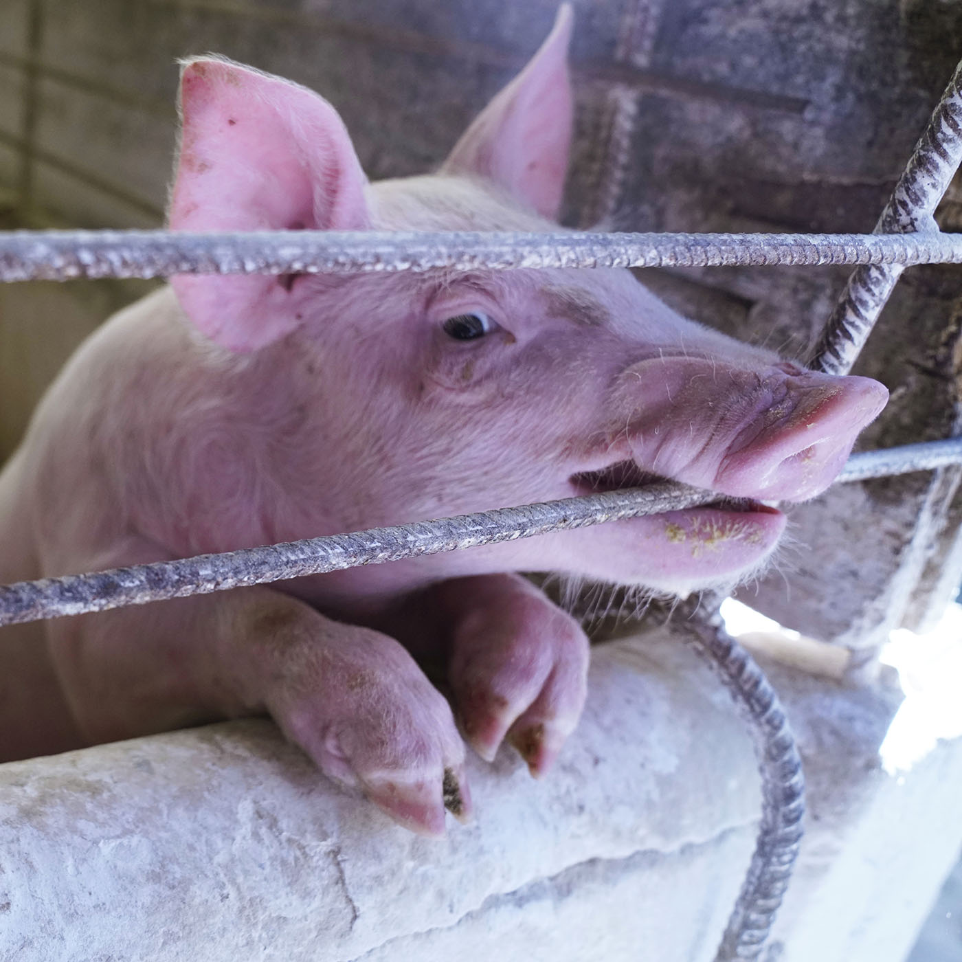 Mammal,Pink,Snout,farmed animal,Close-up,Domestic pig