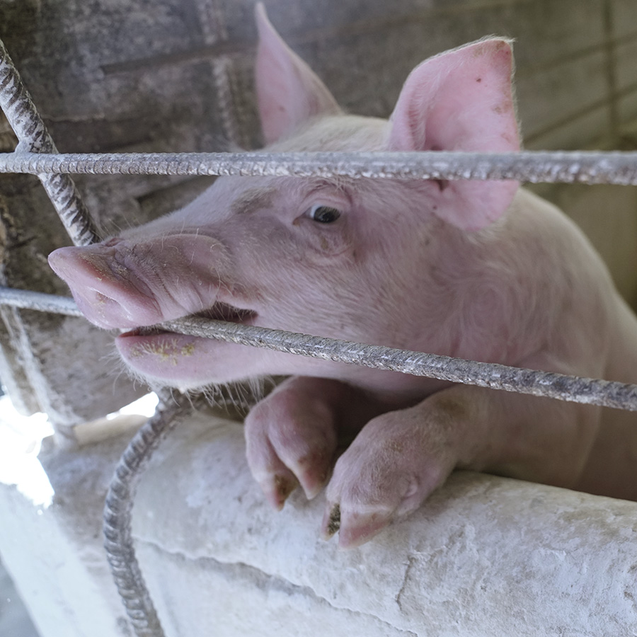 Pink,Snout,Domestic pig,farmed animal,Animal shelter