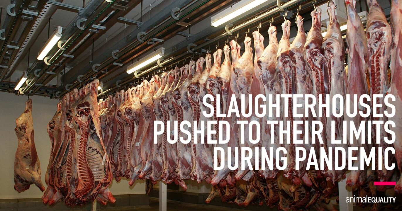 Bill Seeks to Stop Rushed Slaughter, Meat Processing ...