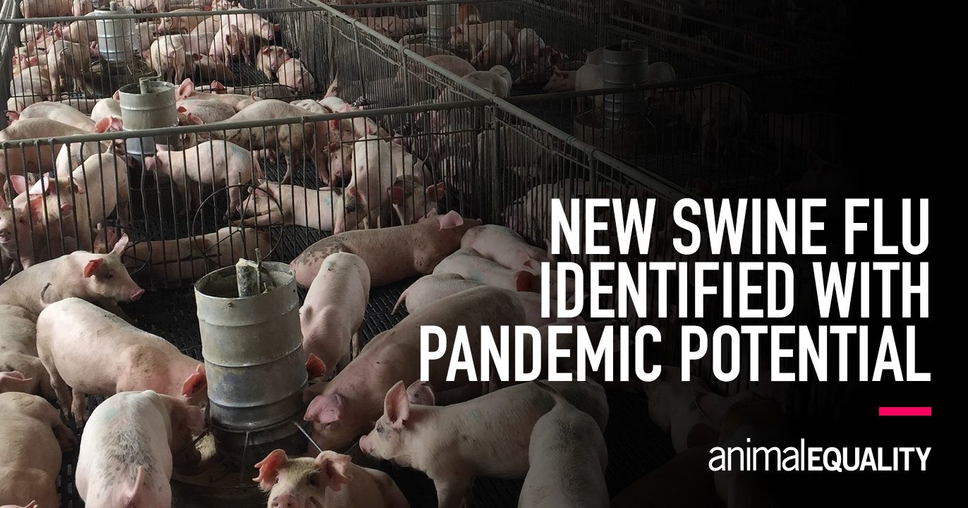 New Swine Flu Identified With Pandemic Potential