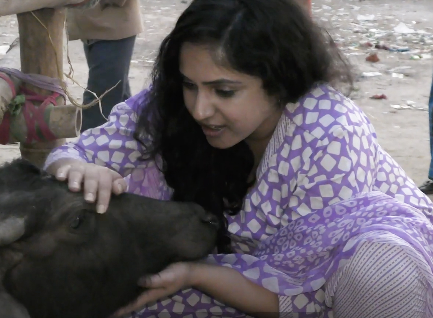 End the sacrifice of animals in Gadhimai | Animal Equality