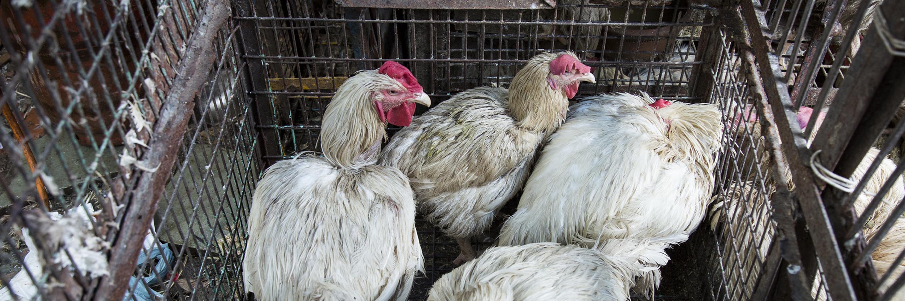 Bird,Chicken,Beak,Comb,Feather