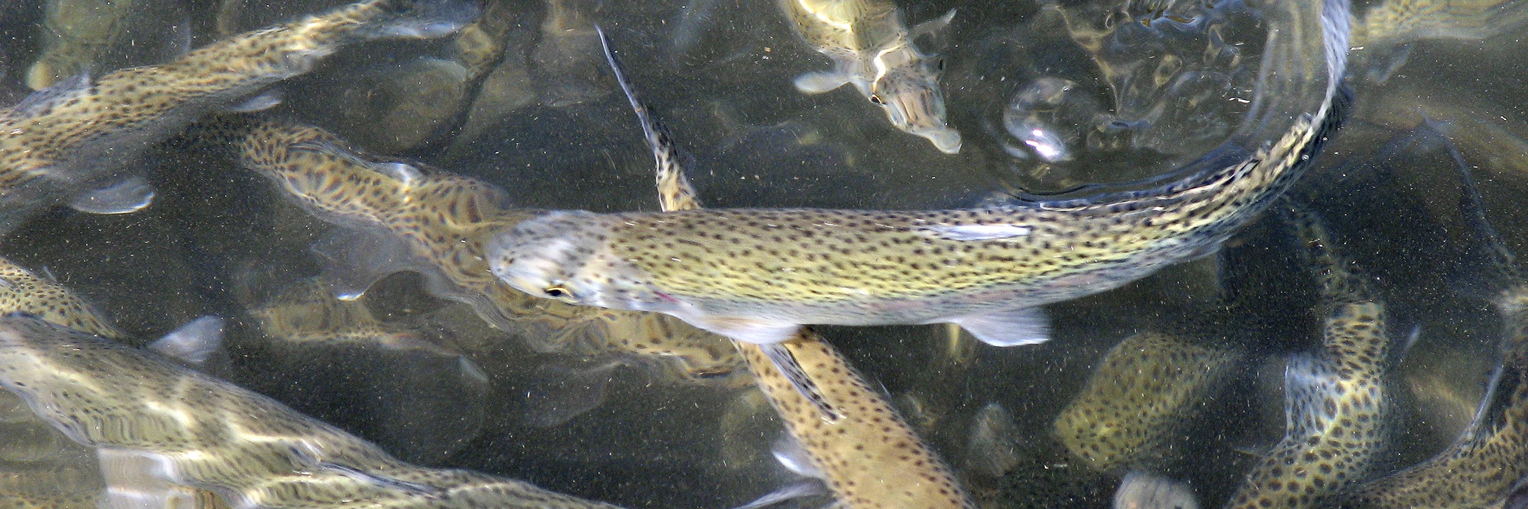 Water,Trout,Fish,Fin,Brown trout,Serpent