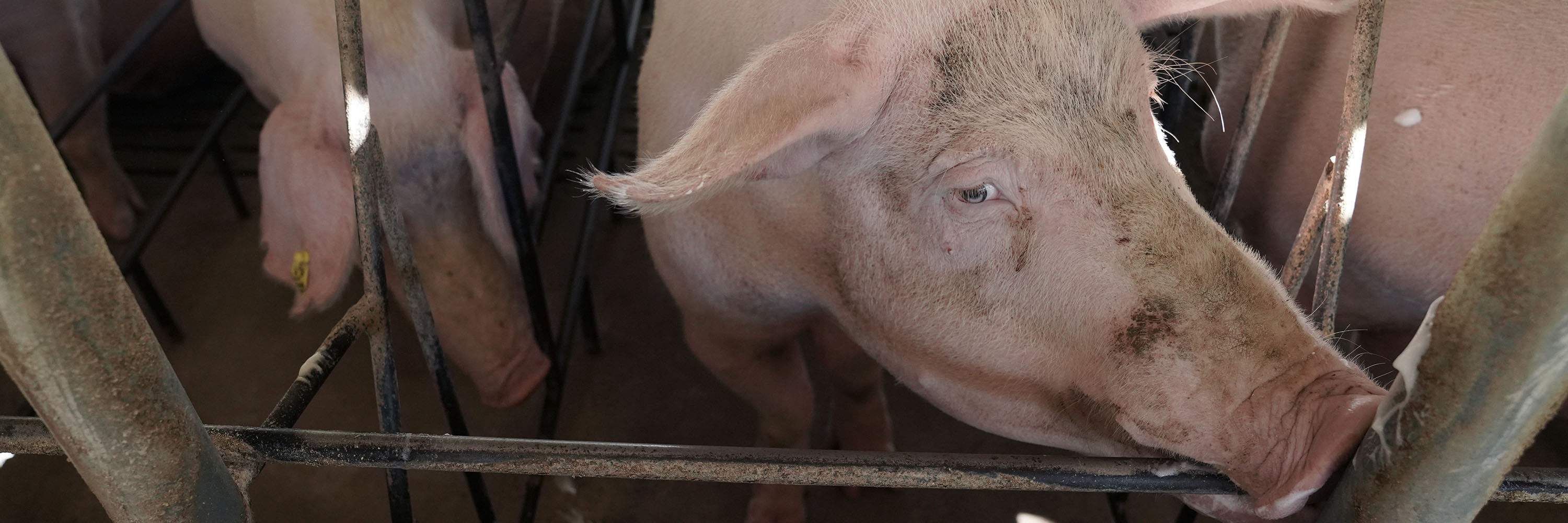 Wrinkle,Snout,Domestic pig,farmed animal,Landscape,Whiskers