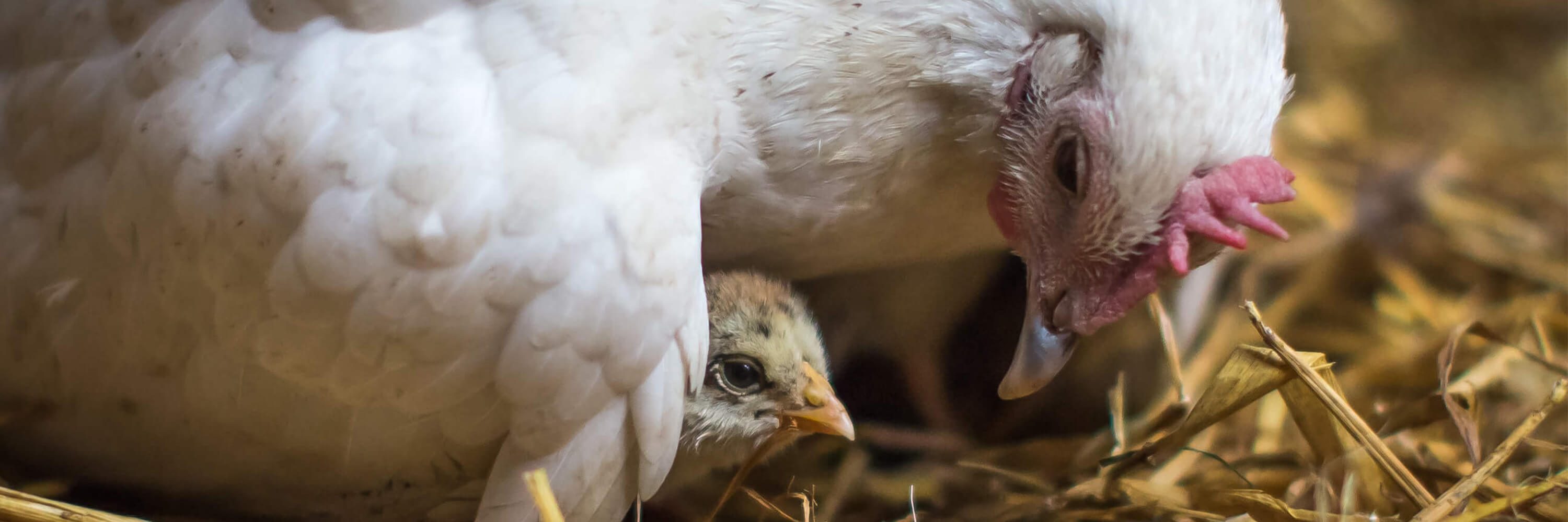 Bird,Beak,Feather,Chicken,Comb