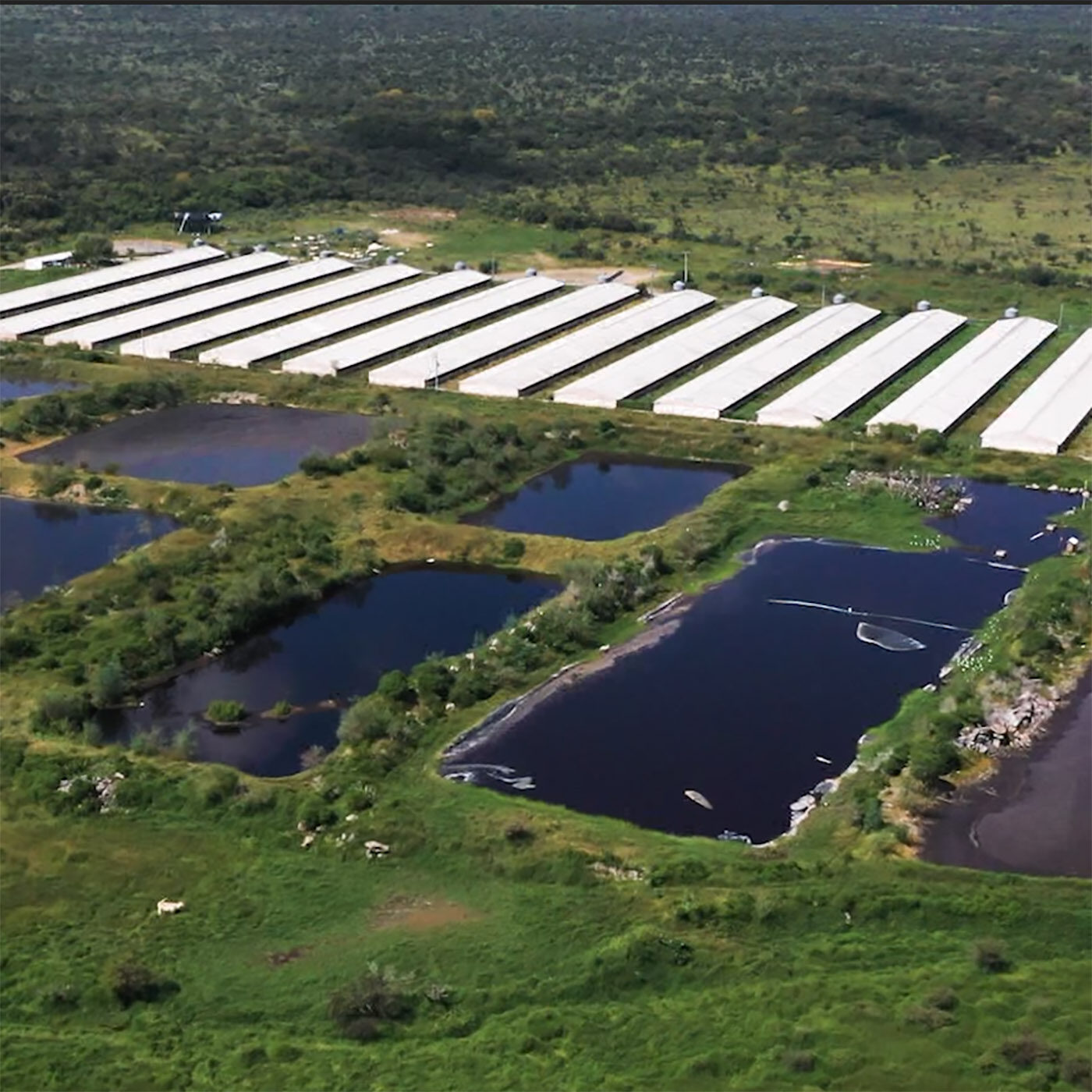 Severe Pollution Caused by Industrial Farming