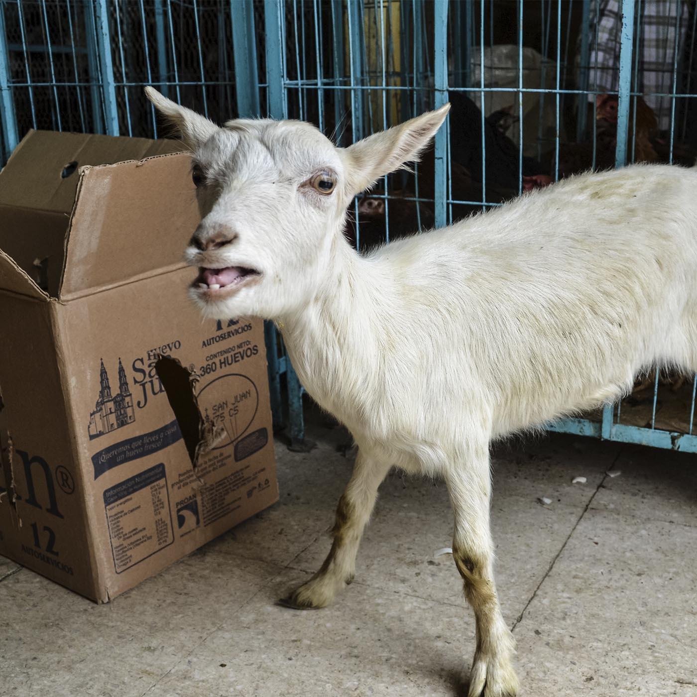 Snout,Goat,Horn,Goat-antelope,Goats,farmed animal,Shipping box