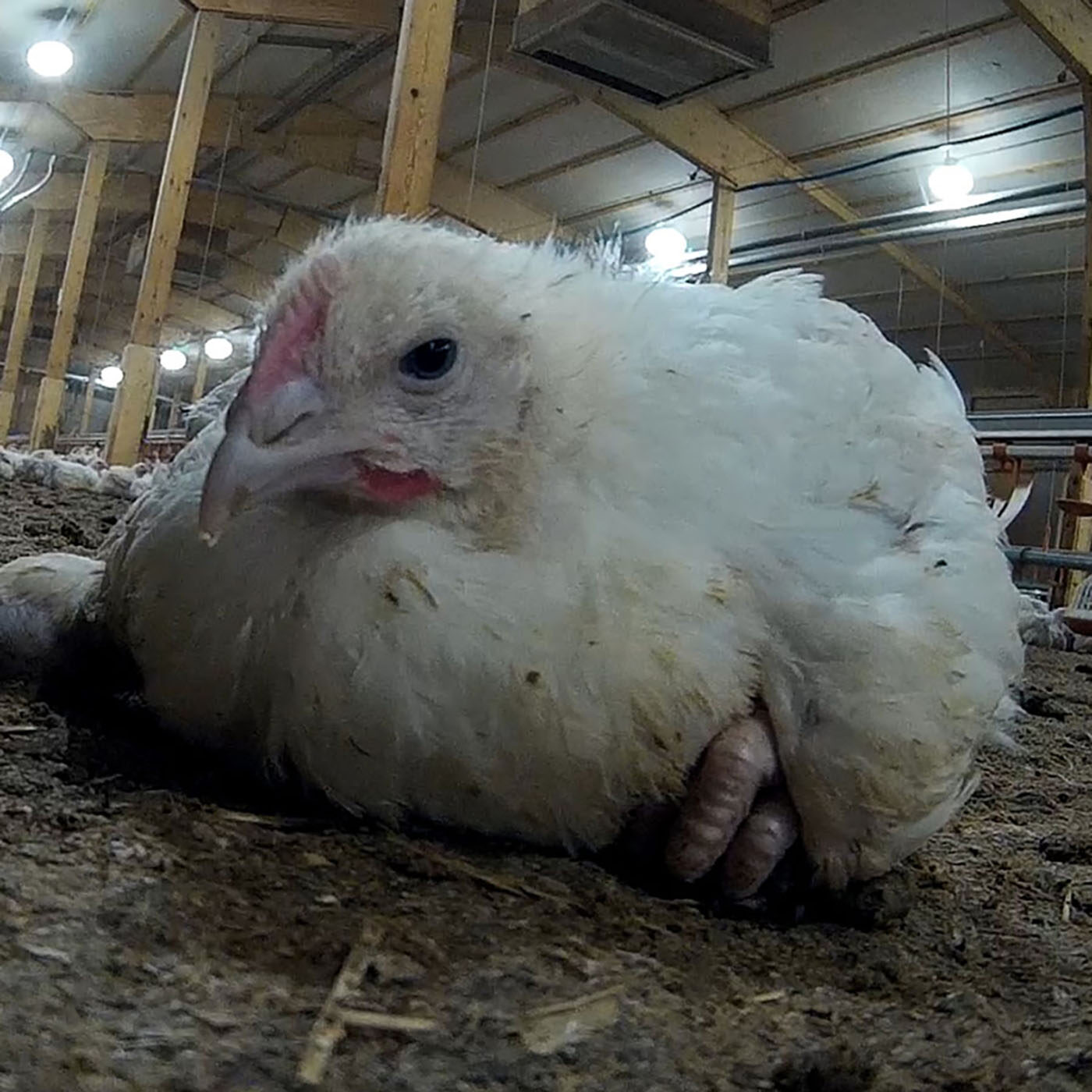 Abuse Found On McDonald’s UK Supplier Farms