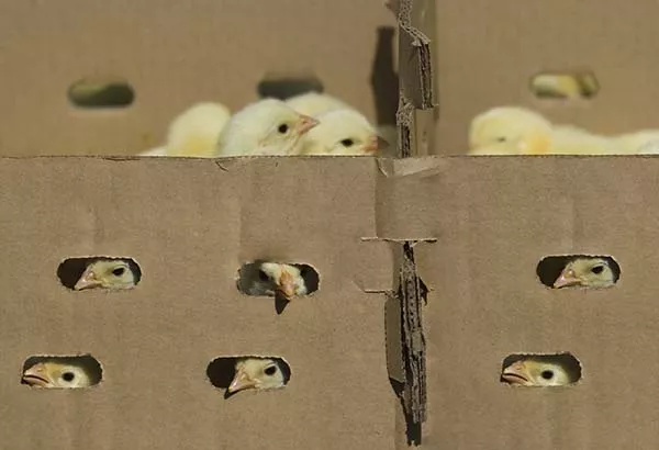 Farmers have reported thousands of. chicks dead on arrival after being shipped through the mail. 