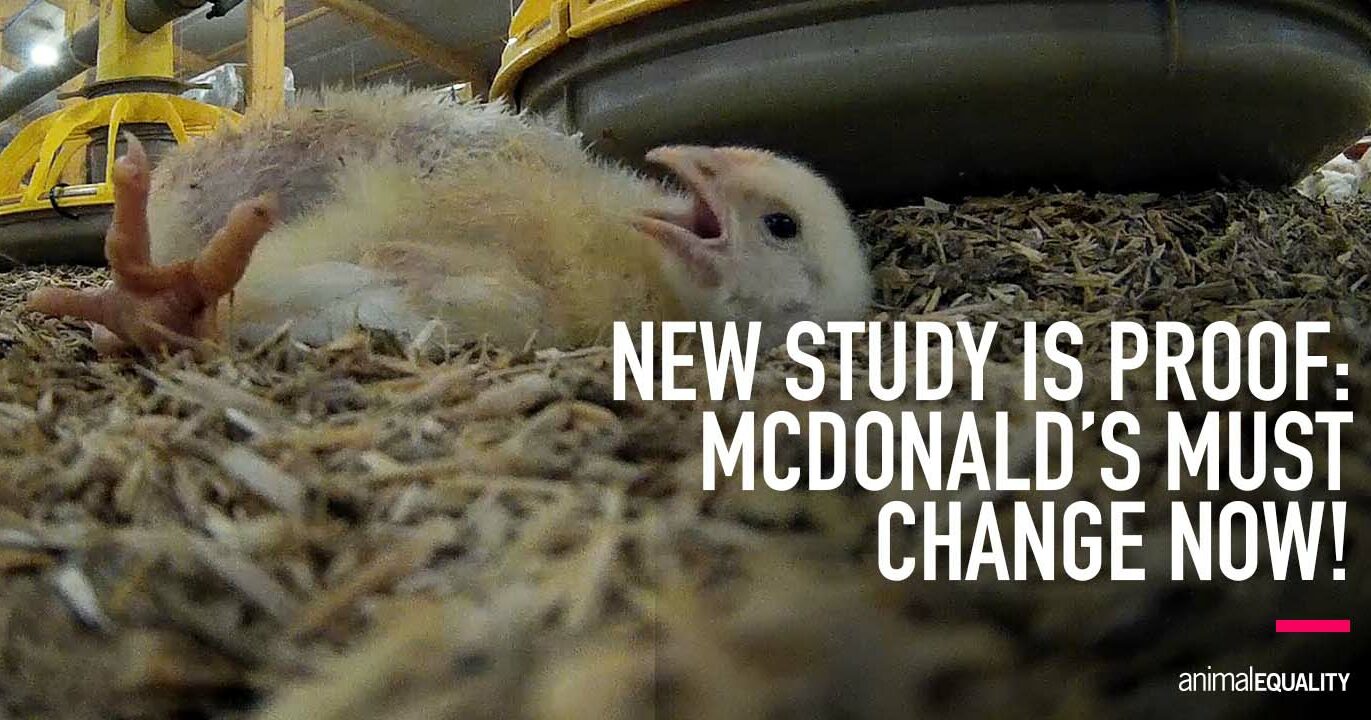 Chicken Breed Study McDonald’s Lags Behind On Animal Welfare