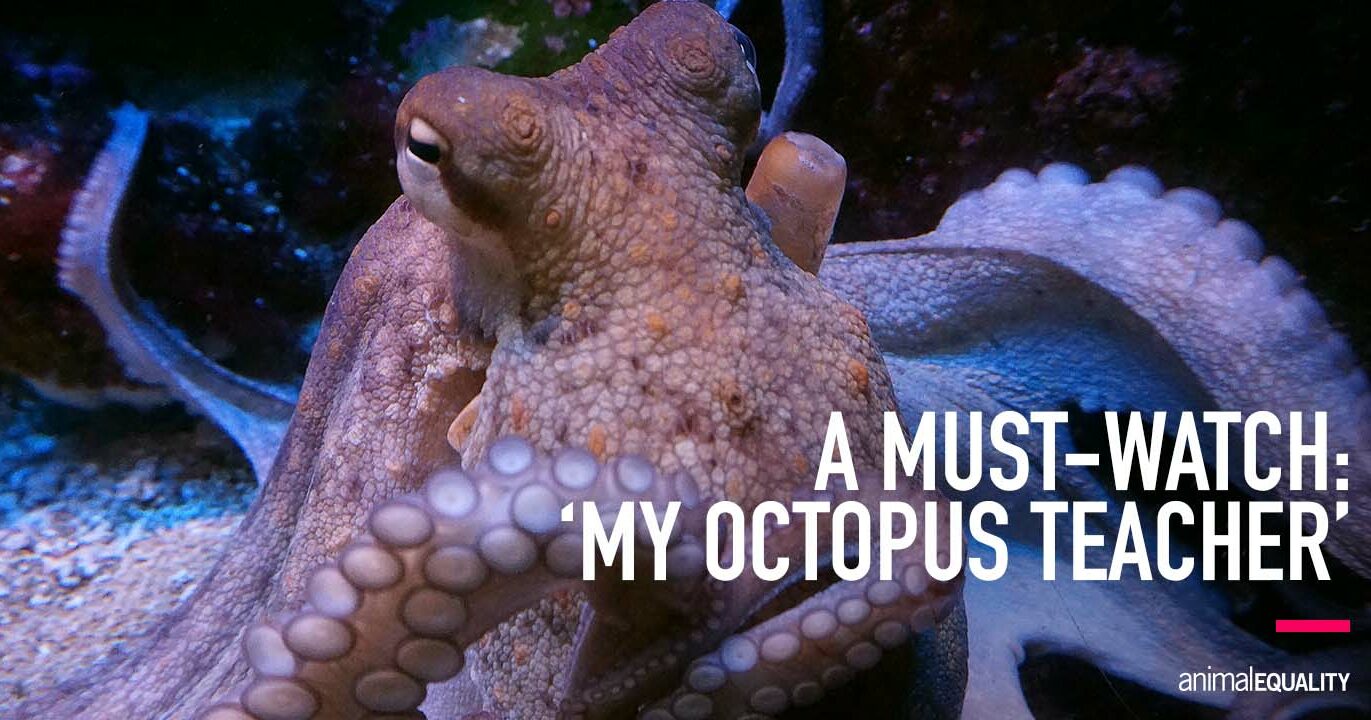 my octopus teacher