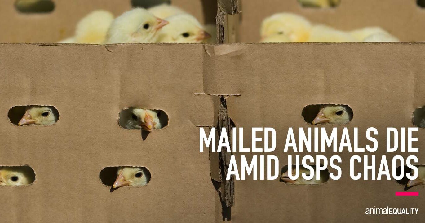 USPS Shipping Problems Kill Thousands of Chicks