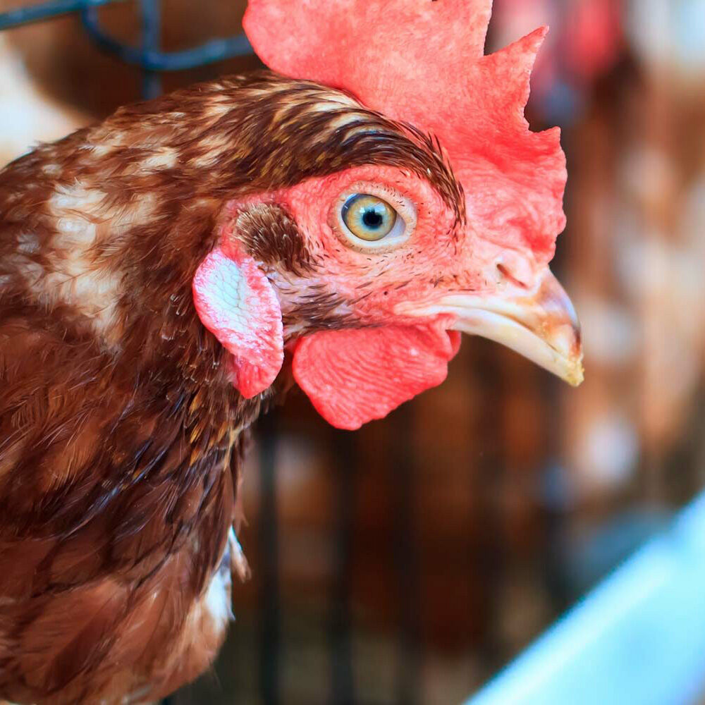 The Czech Republic Bans Cages for Chickens | Animal Equality