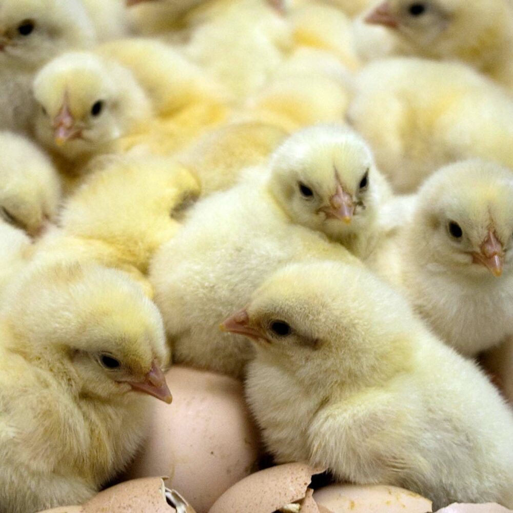 USPS Shipping Problems Kill Thousands of Chicks