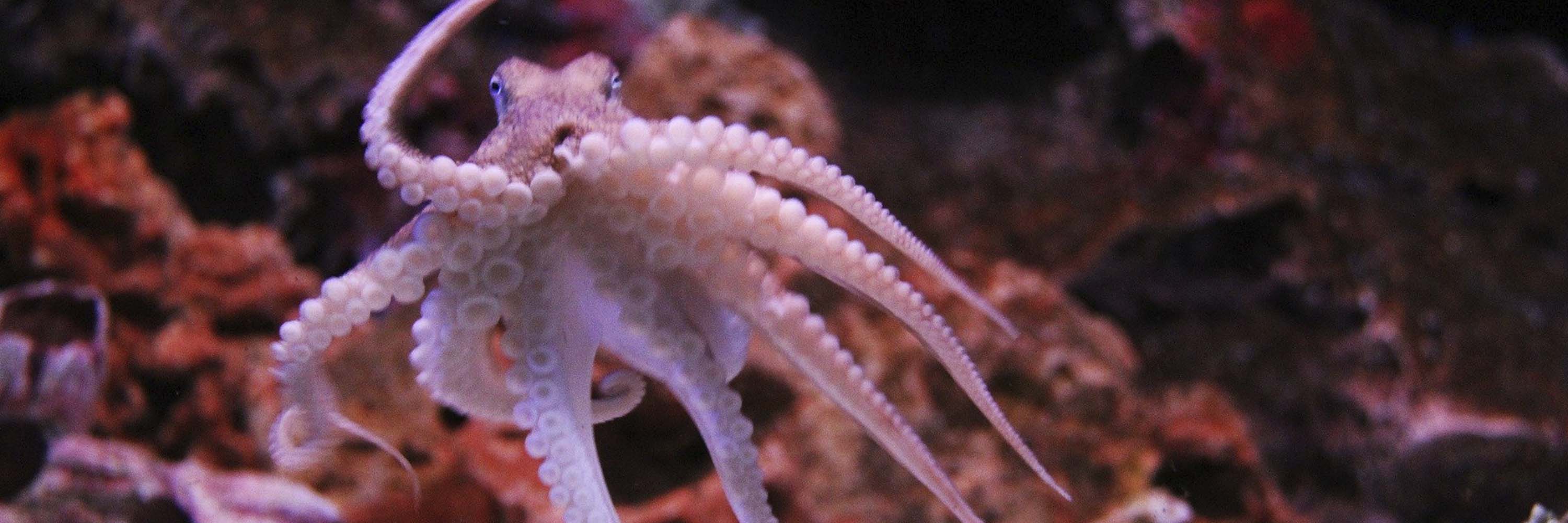 Terrestrial plant,Reef,Close-up,giant pacific octopus,Invertebrate,Macro photography