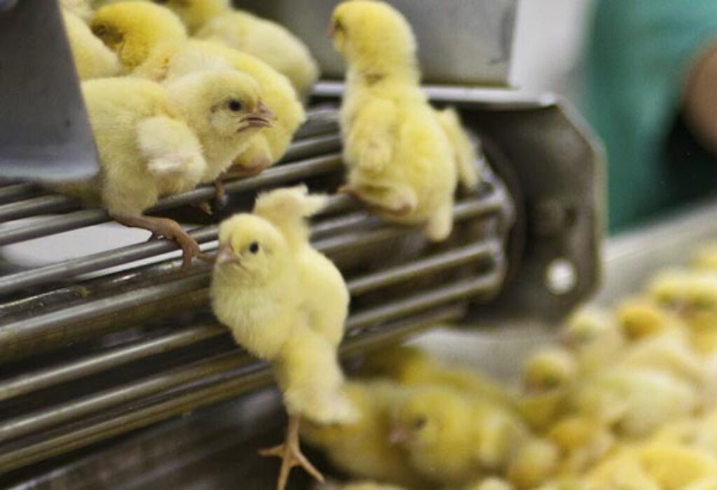 Baby chicks being deals ground up alive vine