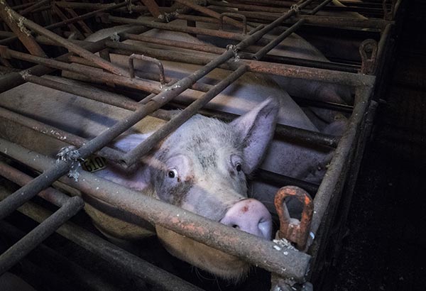 Pig in a factory farm