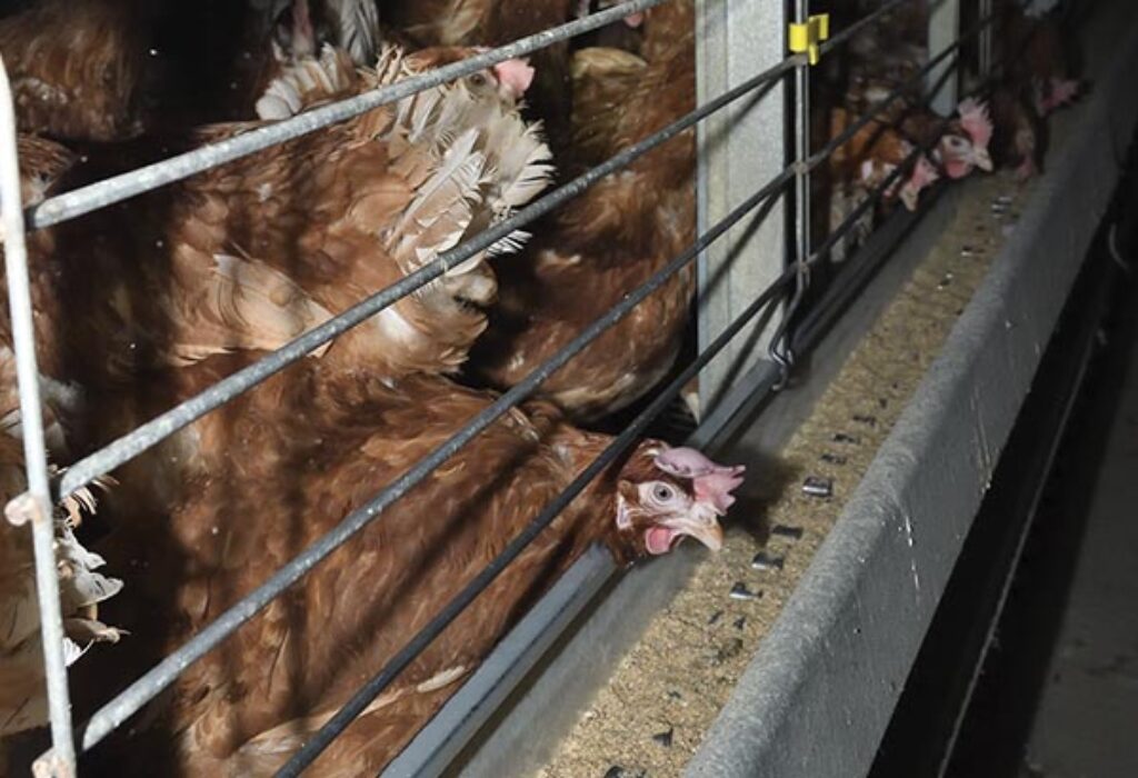 blog imge caged hens egg induatry 1024x0 c default 9 Cruel Yet Legal Farming Practices