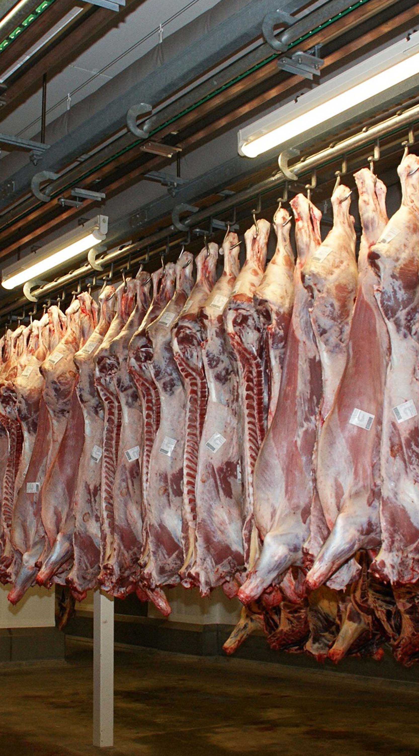 Food,Animal product,Fish,Curing,Building,Retail,Cuisine