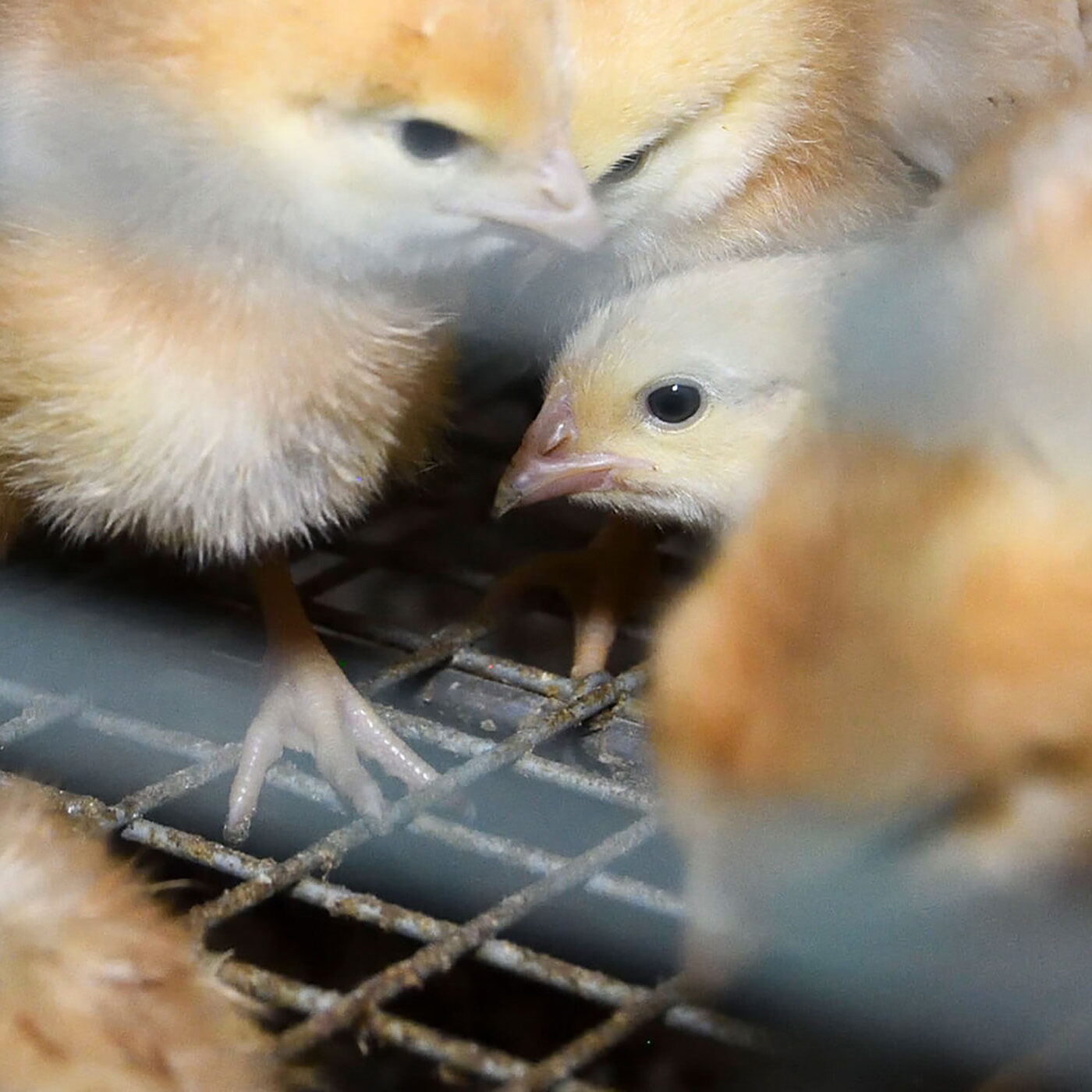 Chicks Caged on UK Egg Farm