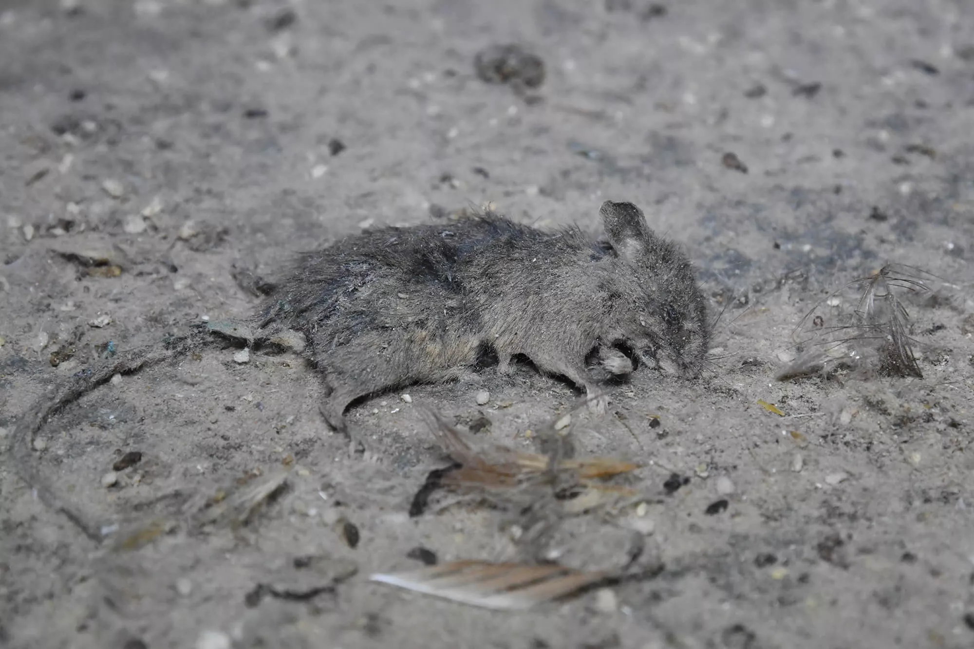 Grey,Rodent,Road surface,Pest,Asphalt,Soil,Marsupial