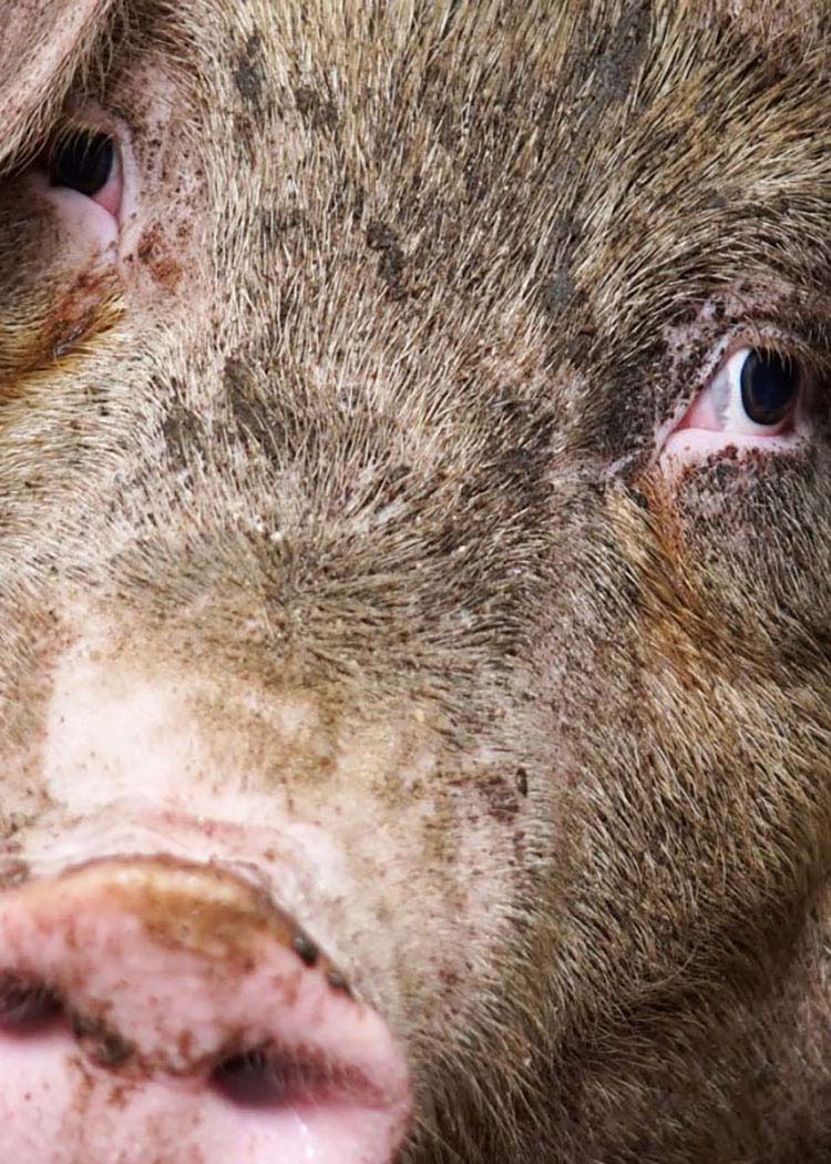 Head,Whiskers,Snout,Domestic pig,Close-up,farmed animal