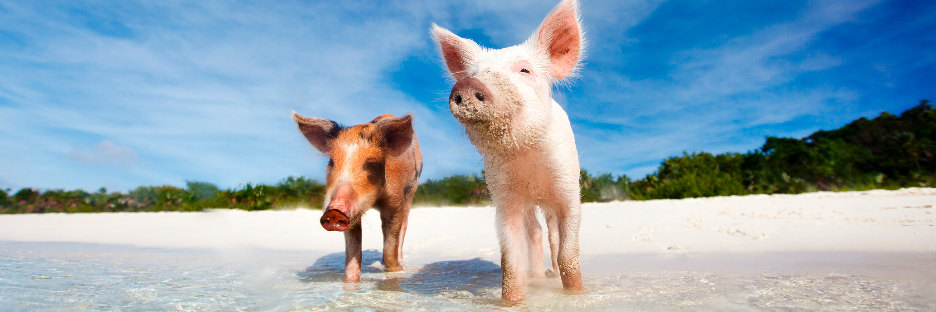 two pigs on sandy beach
