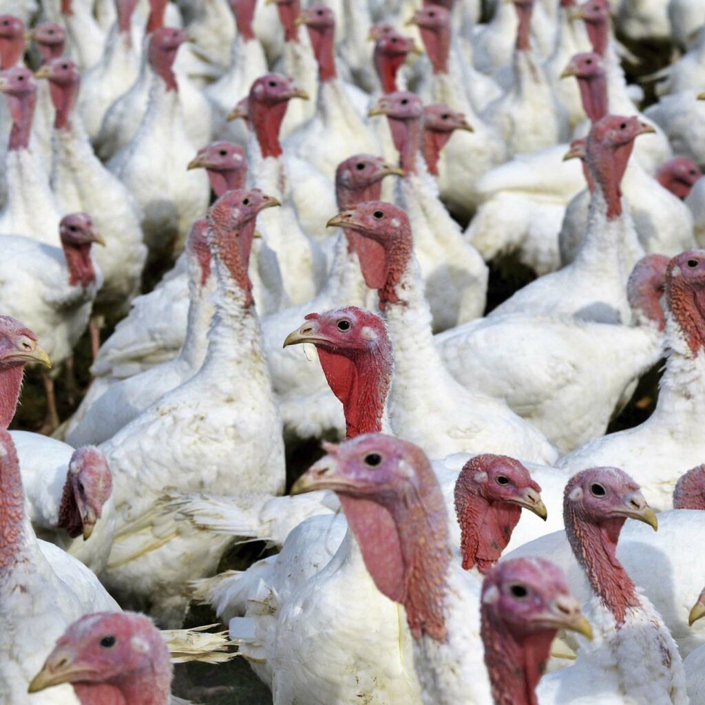 Turkeys in a factory farm