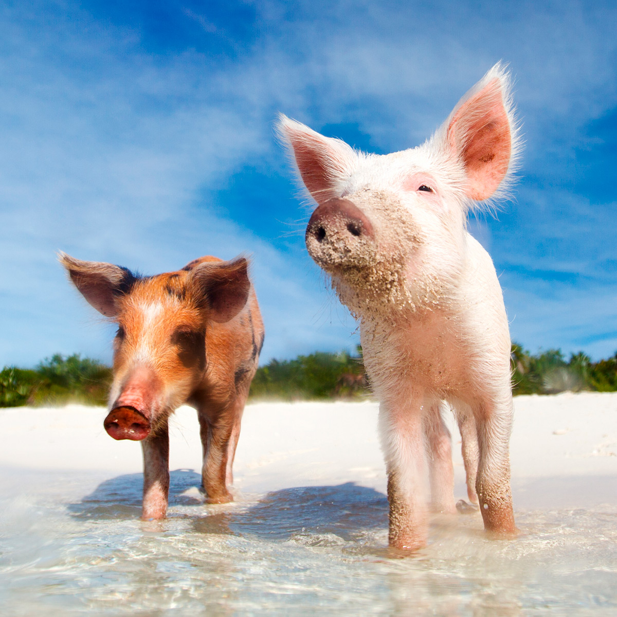 two pigs on a sandy beach