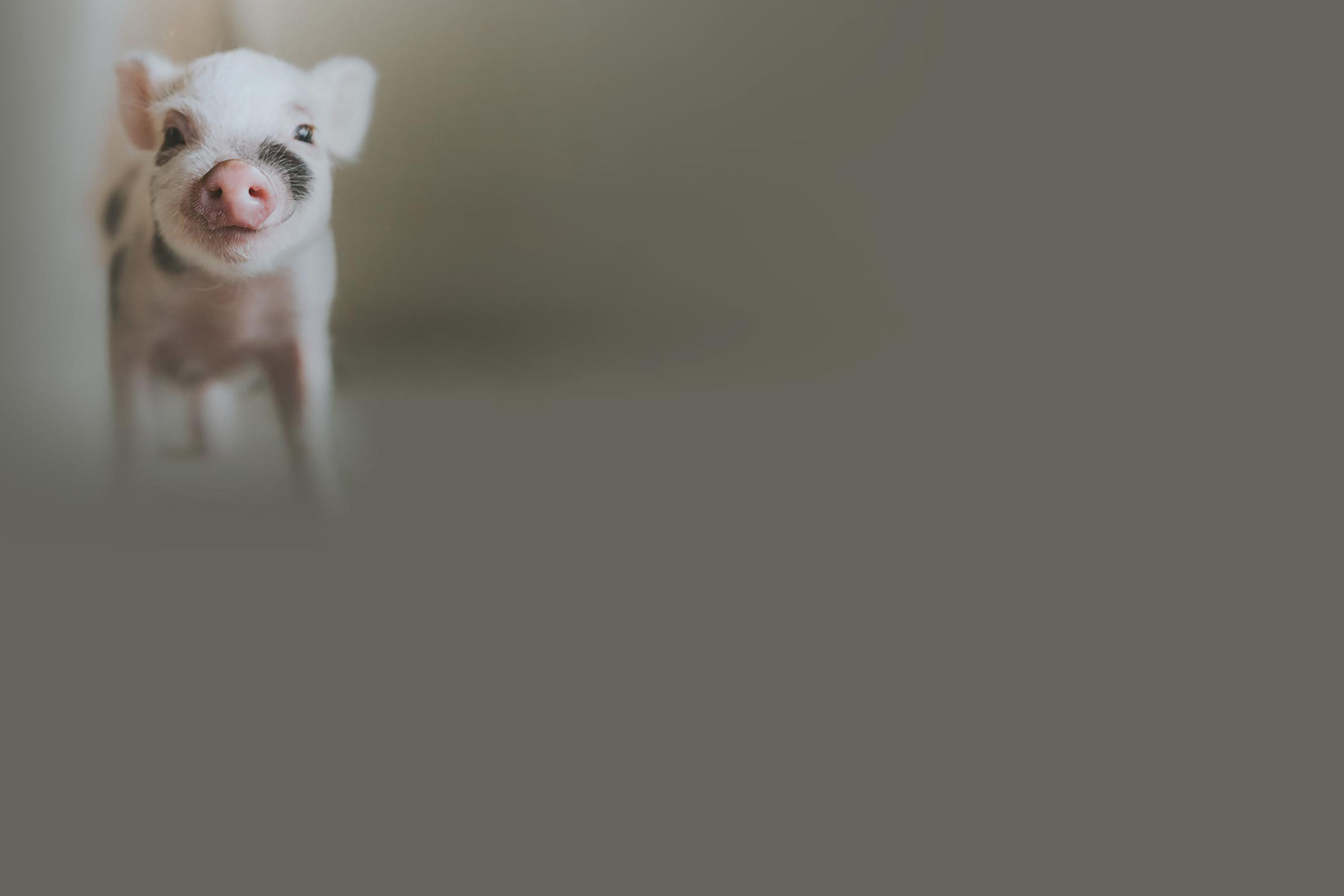 happy piglet background image