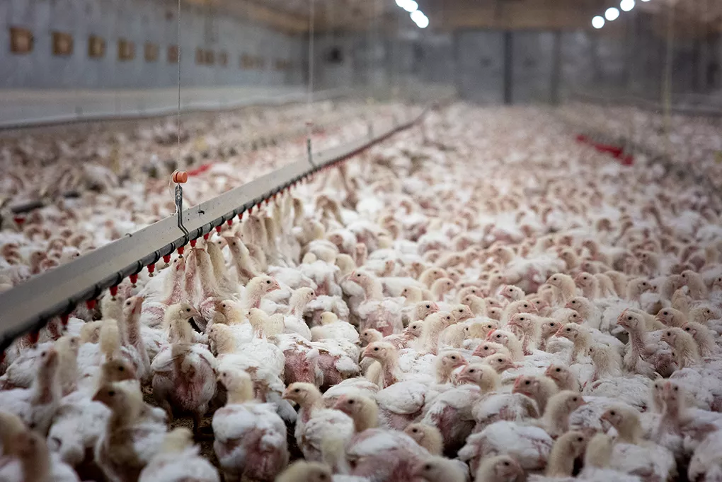 Massive and crowded chicken farm