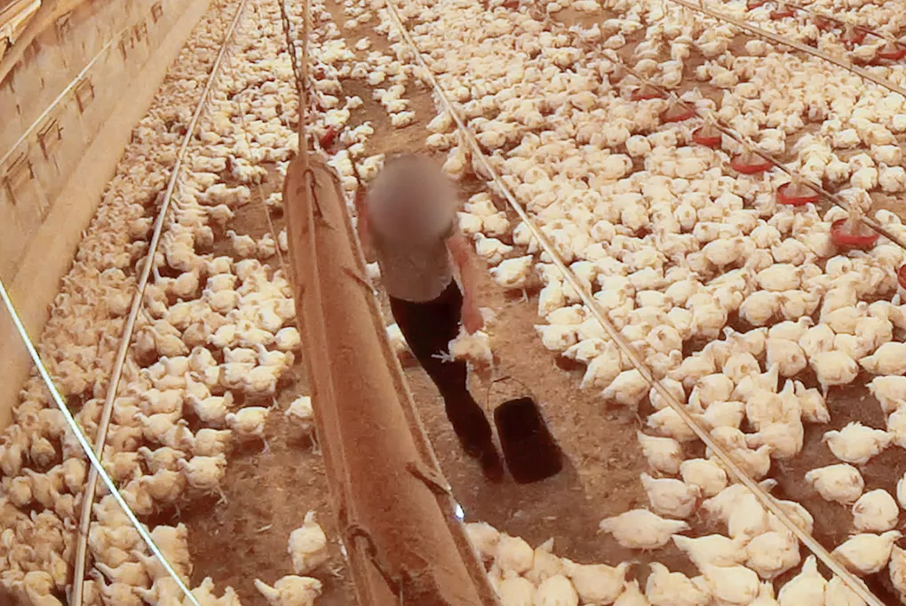 Farmer discarding chicken alive as trash